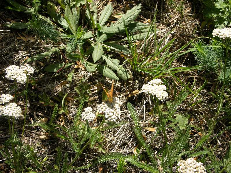 (24900)Achillea millefolium,ensemble